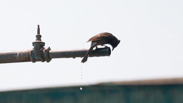 পানি পান করতে এসেছে বুলবুলি পাখি। রেলওয়ে স্টেশন, সিলেট, ২৮ এপ্রিল। ছবি: আনিস মাহমুদ