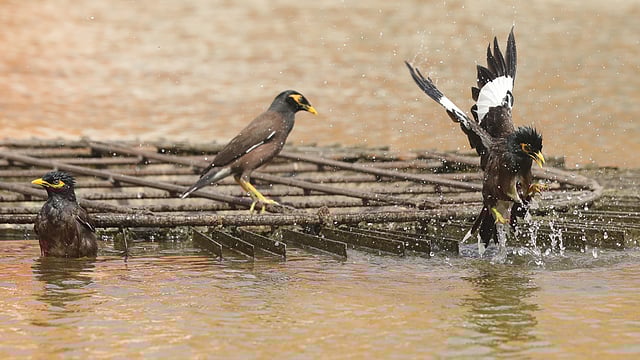 প্রচণ্ড গরমে সোহরাওয়ার্দী উদ্যানের কৃত্রিম জলাধারে গা ভিজিয়ে নিচ্ছে কয়েকটি শালিক।