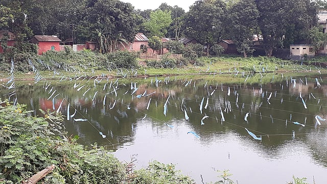 পাখি ও চোরা শিকারির জাল থেকে মাছ রক্ষায় সমস্ত পুকুরে ঝুলিয়ে দেওয়া হয়েছে পলিথিন। রেলস্টেশন, সিরাজগঞ্জ, ২৮ এপ্রিল। ছবি: সাজেদুল আলম