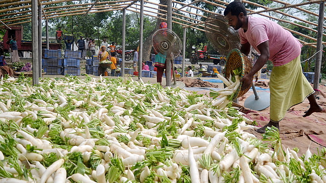 সবজির জন্য পরিচিত পাবনার ঈশ্বরদীর সাহাপুর এলাকা। শীতকালীন সবজি মুলা এখন চাষ হচ্ছে গ্রীষ্মকালেও, ধুয়ে শুকানোর পর তা বাজারে বিক্রি হচ্ছে প্রতিমণ ৬০০ টাকায়। সাহাপুর, ঈশ্বরদী, পাবনা, ২৭ এপ্রিল। ছবি: হাসান মাহমুদ