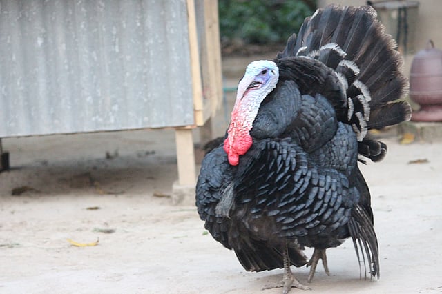 পাখনা মেলে টার্কির নাচন। চুনিয়া গ্রাম, মধুপুর, টাঙ্গাইল, সাম্প্রতিক ছবি। ছবি: তপতী বর্মন