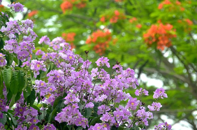 প্রকৃতিতে বৈশাখের খর দাবদাহে কিছু ফুল চোখে প্রশান্তি দেয়। পাশাপাশি গাছে স্বমহিমায় ফুটে আছে তেমনই ফুল জারুল ও লাল কৃষ্ণচূড়া। পাকশী, ঈশ্বরদী, পাবনা, ২৭ এপ্রিল। ছবি: হাসান মাহমুদ