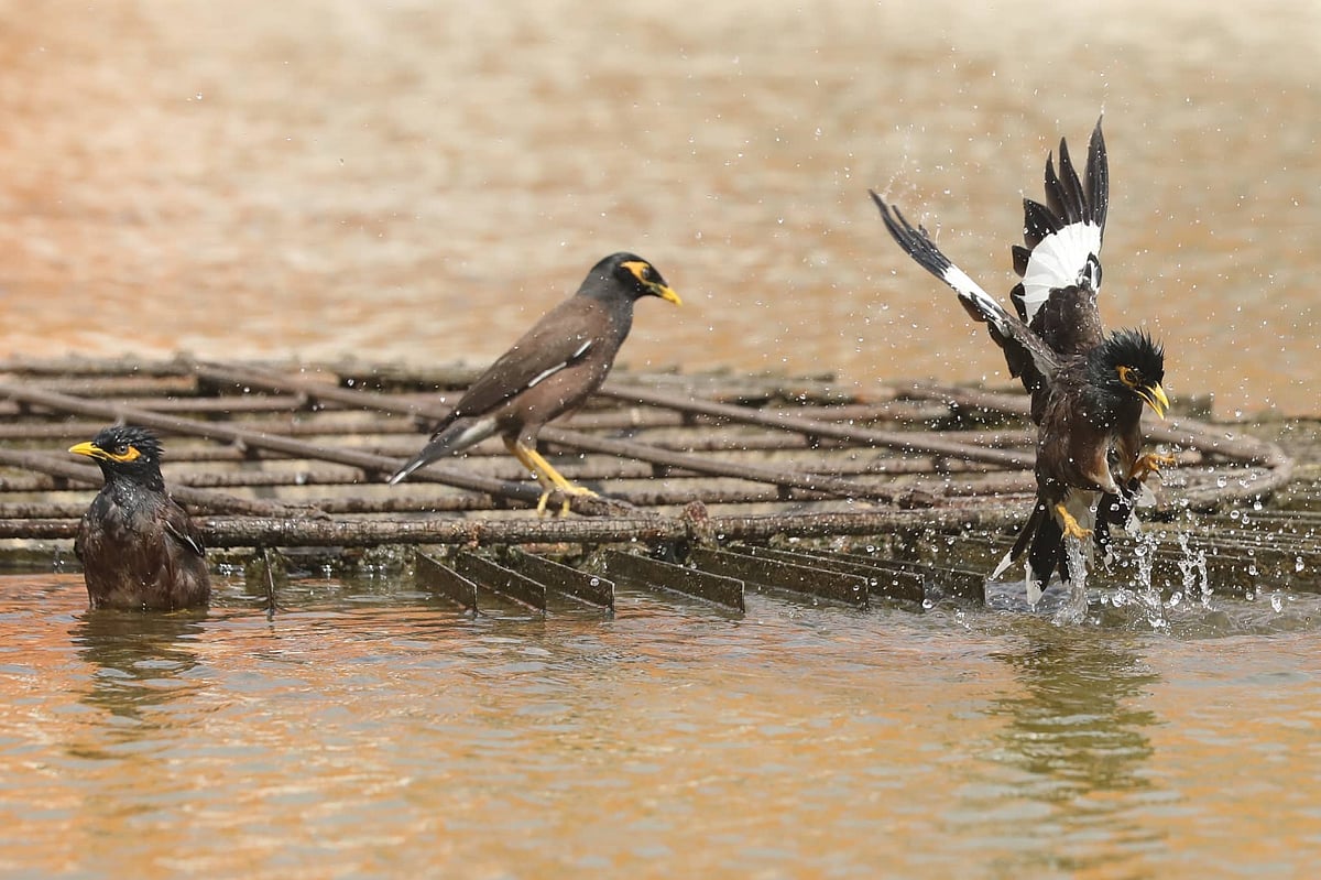 তীব্র গরমে কৃত্রিম জলাধারে গা ভিজিয়ে নিচ্ছে কয়েকটি শালিক। সোহরাওয়ার্দী উদ্যান, ঢাকা, ২৮ এপ্রিল। ছবি: আবদুস সালাম