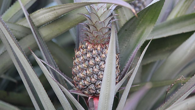 টাঙ্গাইলের সুস্বাদু ও জনপ্রিয় জলডুগি আনারস। মধুপুর, টাঙ্গাইল, সাম্প্রতিক ছবি। ছবি: তপতী বর্মন