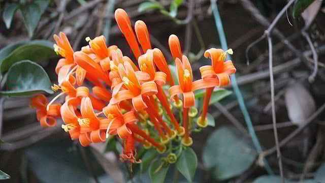 এই ফুলের নাম ‘সোনাঝুরি লতা’। মূলত লতা জাতীয় এই গাছে ফুল ফোটার প্রথমদিকে হয় হালকা কমলা রঙের এবং ধীরে ধীরে গাঢ় ও উজ্জ্বল লালচে-কমলা রং ধারণ করে। অনেকে ‘কমলা সুন্দরীও’ বলেন। চুনিয়া গ্রাম, মধুপুর, টাঙ্গাইল, সাম্প্রতিক ছবি। ছবি: তপতী বর্মন