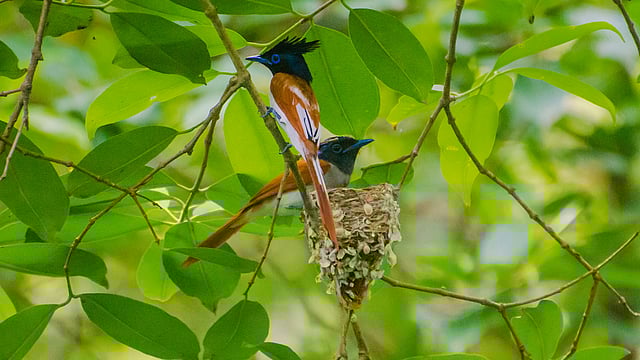 নিজের বানানো বাসায় ডিম পাহারায় চারপাশে নজর রাখছে দুধরাজ পাখি দুটি। এর ইংরেজি নাম Asian Paradise Flycatcher। স্বর্গীয় পাখি হিসেবে পরিচিত এই পাখি। পুরুষ পাখিটি প্রাপ্তবয়স্ক হলে পালকের লালচে রং পরিবর্তন করে ধবধবে সাদা বর্ণ ধারণ করে জন্য এর নাম দুধরাজ। বনভূমি ও গাছপালা কমে যাওয়ায় পাখিটিকে আগের মতো আর দেখা যায় না। ঈশ্বরদী, পাবনা, ২৭ এপ্রিল। ছবি: হাসান মাহমুদ