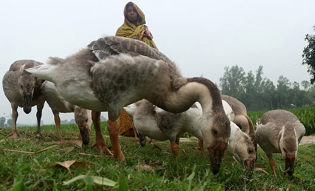 সড়কের ধারে রাজহাঁসকে খাওয়ানোর জন্য এনেছেন কিষানি রাহেলা বেগম। ছোট বেলঘরিয়া, শিবগঞ্জ, বগুড়া, ২৮ এপ্রিল। ছবি: সোয়েল রানা
