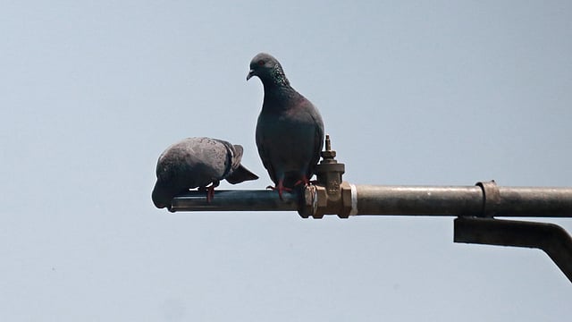 পাইপে মুখ ঢুকিয়ে পানির স্বাদ নিচ্ছে পায়রাটি। পাশে বসে আছে আরেকটি পায়রা। রেলওয়ে স্টেশন, সিলেট, ২৮ এপ্রিল। ছবি: আনিস মাহমুদ