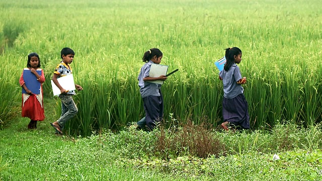 গ্রামীণ বোরো খেতের আইল ধরে বিদ্যালয়ের পথে শিক্ষার্থীরা। পিরব, ক্ষেতলাল, জয়পুরহাট, ২৮ এপ্রিল। ছবি: সোয়েল রানা