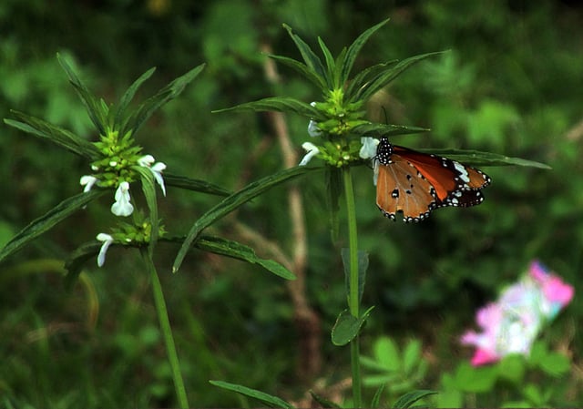 বুনো ফুলে প্রজাপতি। রেলস্টেশন, কিশোরগঞ্জ, ২৭ এপ্রিল। ছবি: তাফসিলুল আজিজ