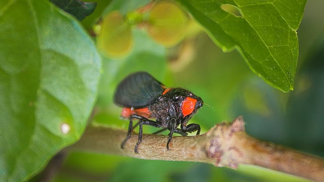 পাতার আড়ালে ডালে চুপটি করে বসে আছে সুন্দর পতঙ্গটি। রায়রমহল, খুলনা, ২৮ এপ্রিল। ছবি: সাদ্দাম হোসেন