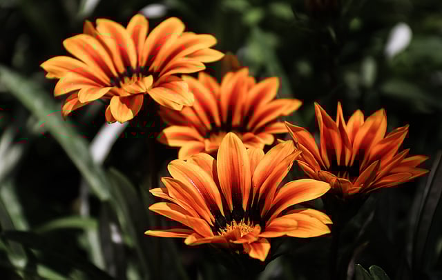 ফুটেছে গাজানিয়া ফুল। সৌরভ তেমন না থাকলেও সৌন্দর্যে ভরপুর। সাউথ সেন্ট্রাল সড়ক, খুলনা, ২৮ এপ্রিল। ছবি: সাদ্দাম হোসেন