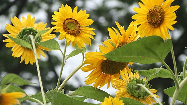 ফুটে থাকা সূর্যমুখী ফুল প্রকৃতিতে সৌন্দর্য ছড়াচ্ছে। পুলিশ সুপার কার্যালয়, বগুড়া, ২৮ এপ্রিল। ছবি: সোয়েল রানা