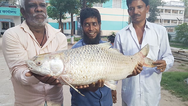 ১২ কেজি ওজনের মৃগেল মাছটি হালদায় ধরা পড়েছে। শনিবার সন্ধ্যায় হাটহাজারী উপজেলা প্রশাসন এলাকায়। হাটহাজারী, চট্টগ্রাম, ২৭ এপ্রিল। ছবি: প্রথম আলো