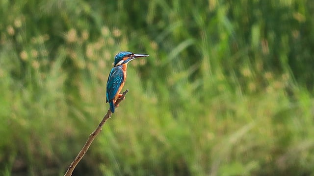ধানখেতের পাশে পুঁতে রাখা ডালে শিকারের অপেক্ষায় মাছরাঙাটি। রায়রমহল, খুলনা, ২৮ এপ্রিল। ছবি: সাদ্দাম হোসেন