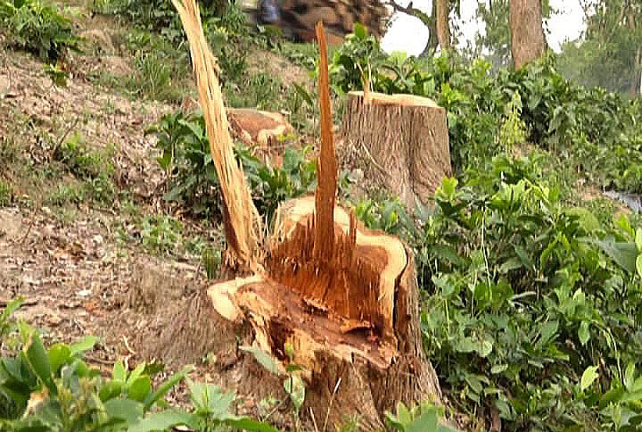 কুষ্টিয়ায় পাউবো ও সওজের শতাধিক গাছ কেটে নেওয়া হয়েছে। কুষ্টিয়ার মিরপুর উপজেলার চারমাইল এলাকা থেকে তোলা। ছবি: প্রথম আলো