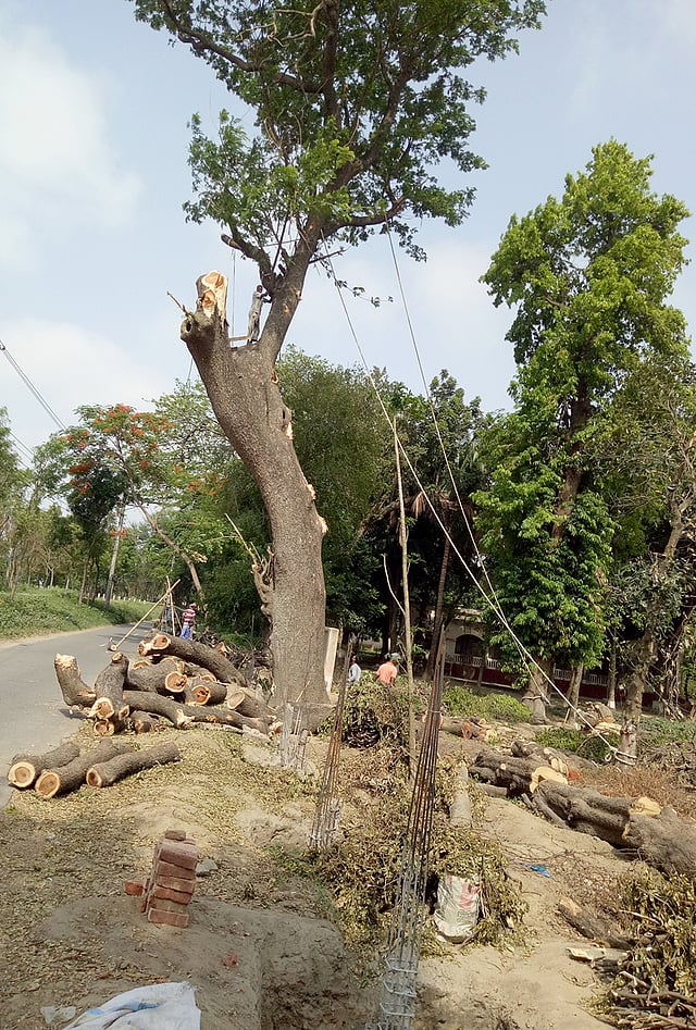 কারা প্রশিক্ষণ একাডেমি নির্মাণের জন্য রাজশাহীতে কেটে ফেলা হচ্ছে সাড়ে পাঁচ শতাধিক গাছ। ছবি: শহীদুল ইসলাম