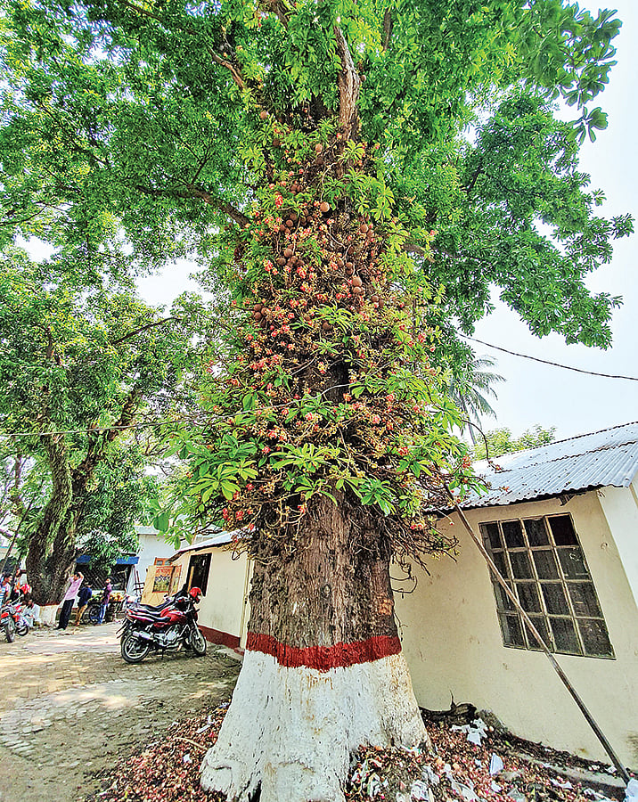 গাজীপুর জেলা প্রশাসকের কার্যালয়ের সামনে নাগলিঙ্গমগাছ।  ছবি: প্রথম আলো