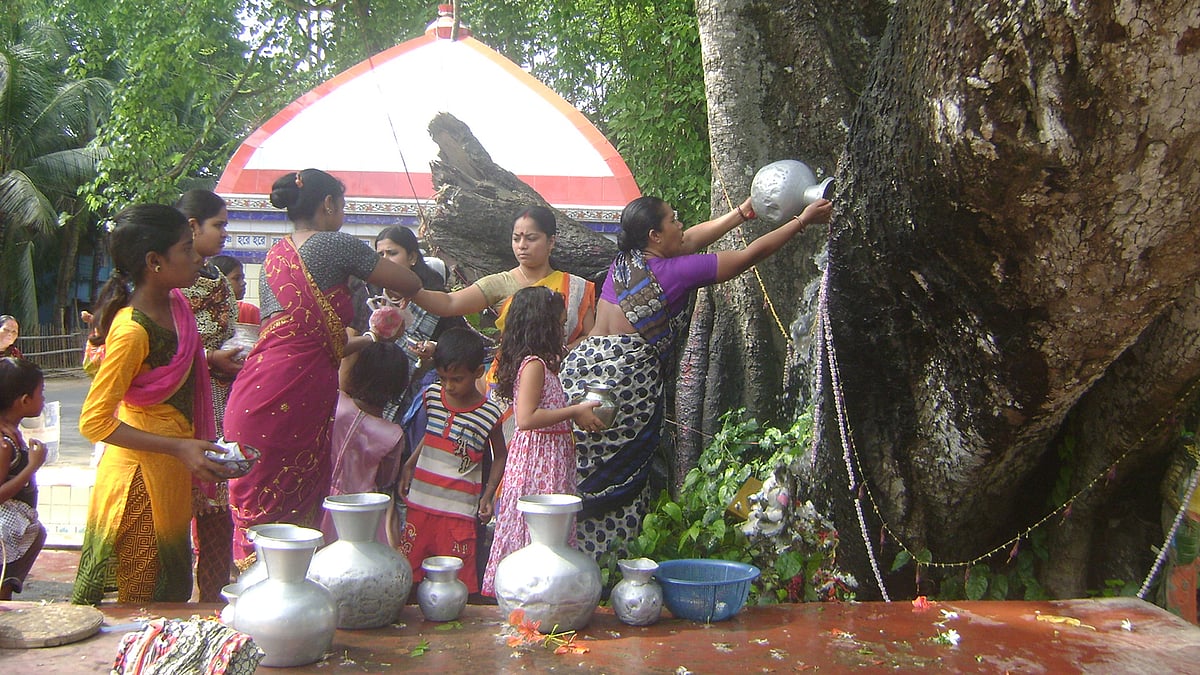 নিশিনাথতলার পুরোনো পাকুড়গাছে দুধ ও জল ঢালছেন ভক্তরা। ছবি: প্রথম আলো