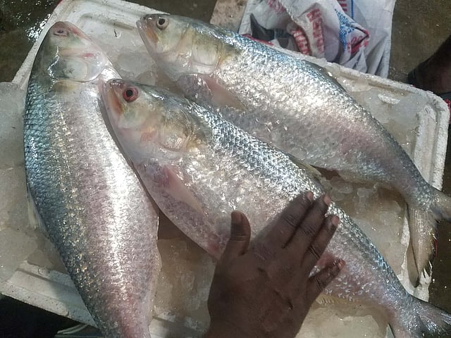 রাতভর জাল ফেলে এমন মহার্ঘ্য ইলিশ মিলেছে। ছবি: আলম পলাশ