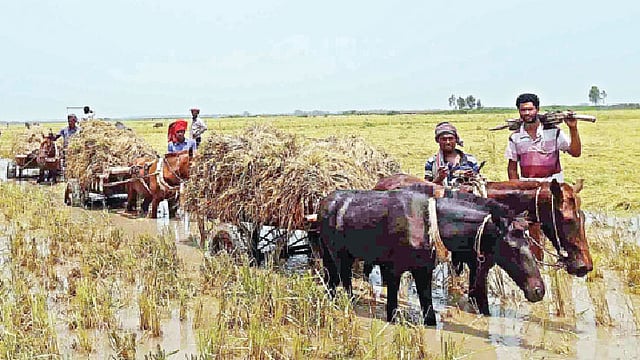 নাটোরের চলনবিল এলাকায় চলছে ধান কাটার ধুম। সিংড়ার সাতপুকুরিয়া এলাকার চলনবিল থেকে ধান কেটে বাড়ি নিচ্ছেন কৃষকেরা। গত রোববার বিকেলে বিলের জমিতে।  প্রথম আলো