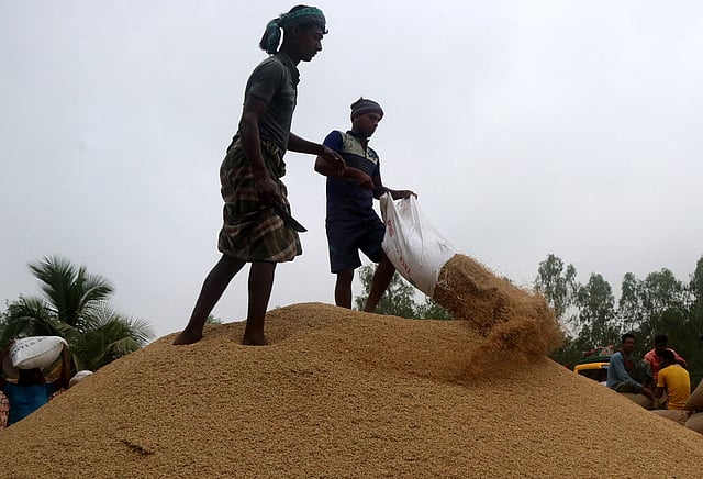 বেচাকেনার জন্য ধান রাখা হচ্ছে