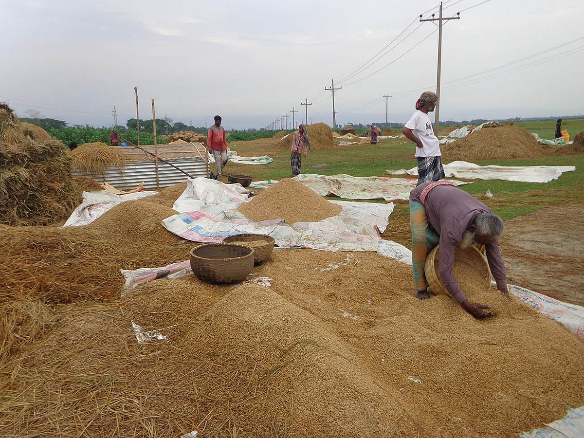 বৃষ্টি হচ্ছে, আসছে ঘূর্ণিঝড় ফণী। ঘূর্ণিঝড়ের প্রভাবে হাওর এলাকায় পাকা বোরো ধানের ক্ষতি হতে পারে—এই আশঙ্কায় কৃষকদের দ্রুত ধান কাটার নির্দেশ দেওয়া হয়েছে। তাই তাড়াহুড়া করে হাওরের বোরো ধান তোলায় ব্যস্ত কৃষকেরা। বৃহস্পতিবার, ২ মে, সুনামগঞ্জ। ছবি: খলিল রহমান
