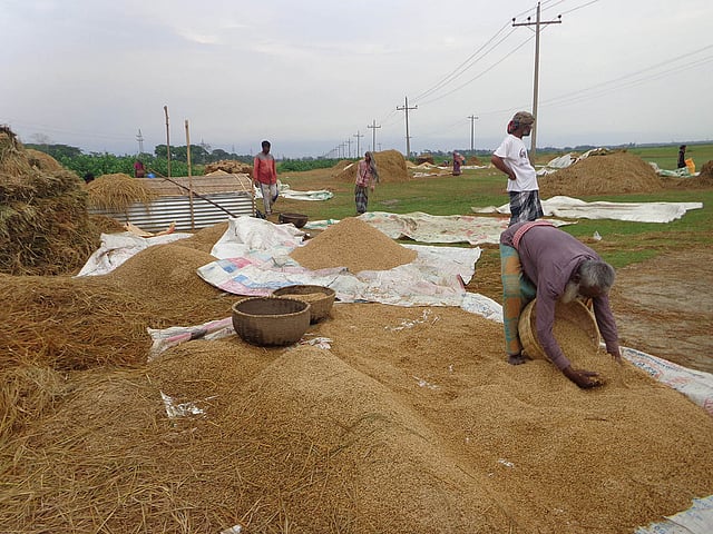 বৃষ্টি হচ্ছে, আসছে ঘূর্ণিঝড় ফণী। ঘূর্ণিঝড়ের প্রভাবে হাওর এলাকায় পাকা বোরো ধানের ক্ষতি হতে পারে—এই আশঙ্কায় কৃষকদের দ্রুত ধান কাটার নির্দেশ দেওয়া হয়েছে। তাই তাড়াহুড়া করে হাওরের বোরো ধান তোলায় ব্যস্ত কৃষকেরা। বৃহস্পতিবার, ২ মে, সুনামগঞ্জ। ছবি: খলিল রহমান