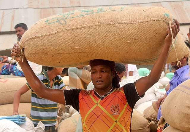 কৃষকদের কাছ থেকে কেনা ধান নেওয়া হচ্ছে মোকামে।