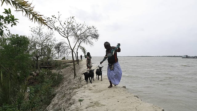 ঘূর্ণিঝড় ফণীর হাত থেকে রক্ষায় গৃহপালিত পশুগুলোকে নিরাপদে সরিয়ে নেওয়া হচ্ছে। ছবি: শুভ্র কান্তি দাশ।
