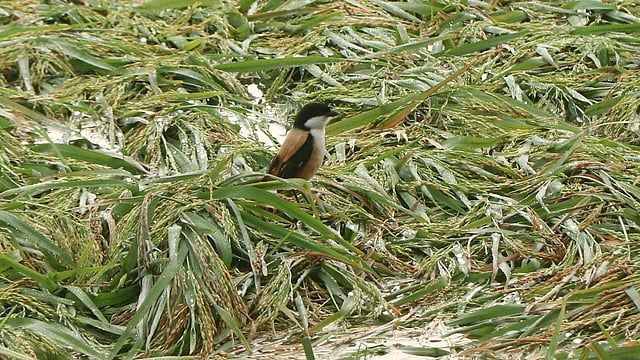 ডুবে থাকা ধান খেতে পোকামাকড় খুঁজছে কসাই পাখিটি।