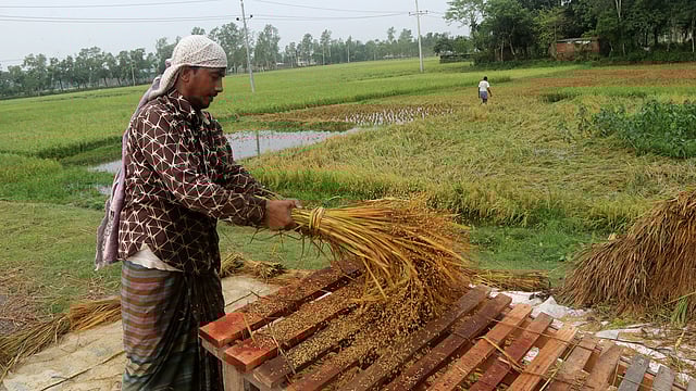 কাটা ধান ভেজা। তাই মাঠ থেকে কেটে সড়কে মাড়িয়ে নিচ্ছেন কৃষক আবু সাজিদ।