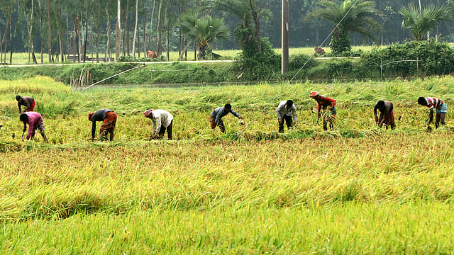 সময় খুব কম। ধান কাটতে ব্যস্ত কৃষকেরা।