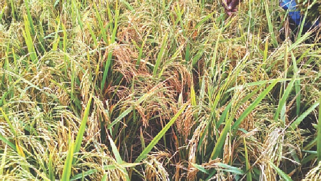 শ্রীপুর উপজেলার রাজাবাড়ি ইউনিয়নে খেতে ব্রি ৮১ ধান।  ছবি: প্রথম আলো