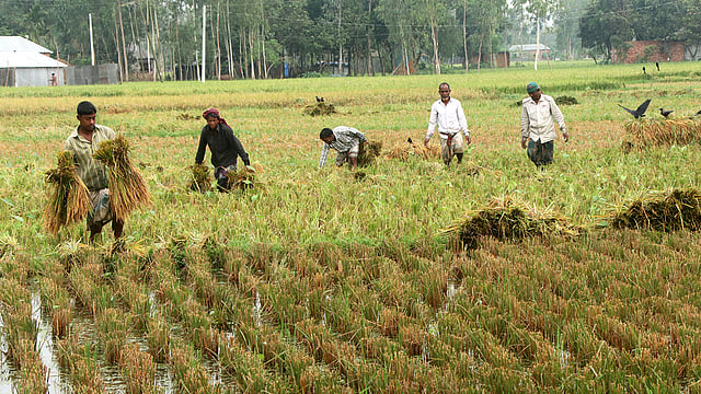 ধান কাটতে ব্যস্ত কৃষক।