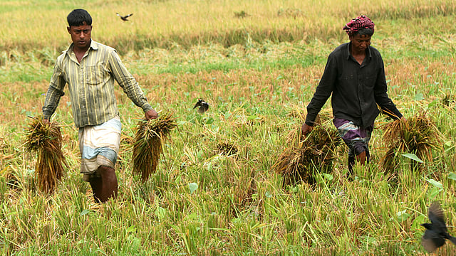 পানিতে ডুবে থাকা ধান কাটা হয়ে গেছে। শুকনো এলাকায় তুলছেন কৃষকেরা।