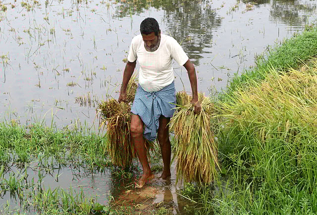 ডুবে থাকা খেত থেকে ধান কেটে শুকনো এলাকায় নিয়ে যাচ্ছেন কৃষক।