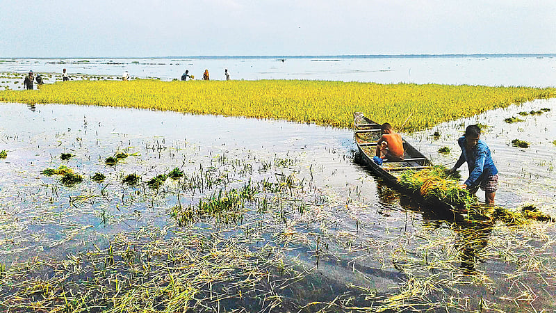 ঘূর্ণিঝড় ফণীর প্রভাবে হাওরের ফসল রক্ষা বাঁধ ভেঙে ঢুকছে পানি। তলিয়ে যাচ্ছে পাকা ধান। দ্রুত ধান কাটায় ব্যস্ত কৃষকেরা। গতকাল দুপুরে সুনামগঞ্জের বিশ্বম্ভরপুর উপজেলার খরচার হাওরে।  ছবি: খলিল রহমান