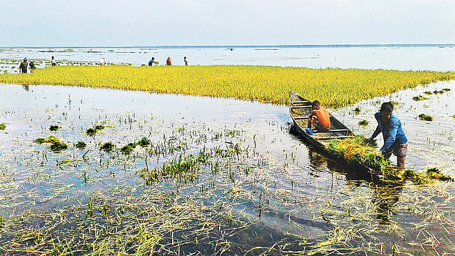 ঘূর্ণিঝড় ফণীর প্রভাবে হাওরের ফসল রক্ষা বাঁধ ভেঙে ঢুকছে পানি। তলিয়ে যাচ্ছে পাকা ধান। দ্রুত ধান কাটায় ব্যস্ত কৃষকেরা। গতকাল দুপুরে সুনামগঞ্জের বিশ্বম্ভরপুর উপজেলার খরচার হাওরে।  ছবি: খলিল রহমান