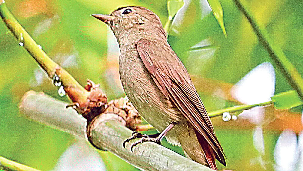 খয়রা লেজ চুটকি। ছবি: নাঈম ইসলাম