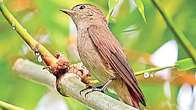 খয়রা লেজ চুটকি।  ছবি: নাঈম ইসলাম