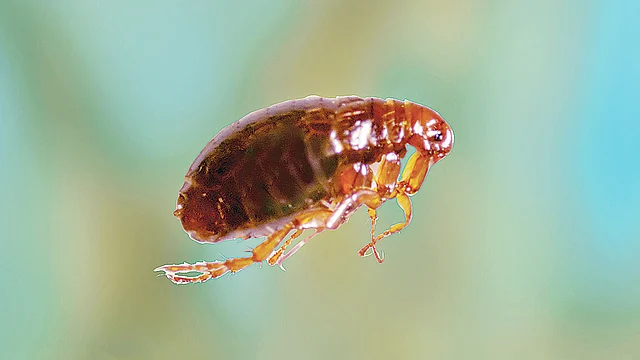 রক্তপায়ী কীট ফ্লি