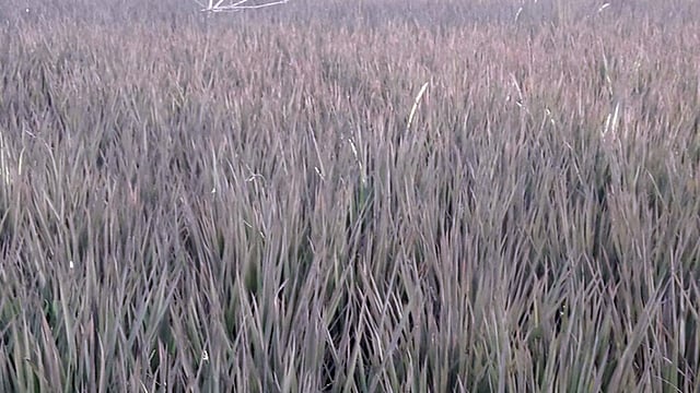 গাইবান্ধার সুন্দরগঞ্জ উপজেলার ধোপাডাঙা গ্রামে বেগুনি রঙের ধানের ফলন। ছবি: প্রথম আলো