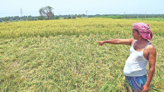 বিস্তীর্ণ মাঠজুড়ে পাকা ধান। শ্রমিকের অভাবে ধান কেটে ঘরে তুলতে পারছেন না কৃষকেরা। গতকাল রাজশাহীর গোদাগাড়ী উপজেলার কদম শহরে। ছবি: প্রথম আলো