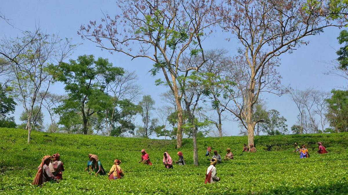 বাংলাদেশে চা রপ্তানি করতে চায় ত্রিপুরা। ছবি: সংগৃহীত