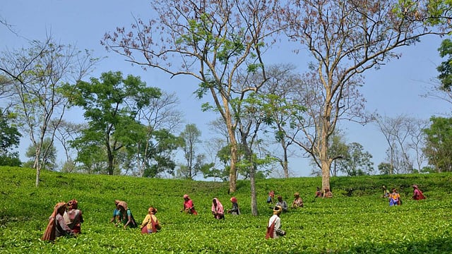 বাংলাদেশে চা রপ্তানি করতে চায় ত্রিপুরা। ছবি: সংগৃহীত