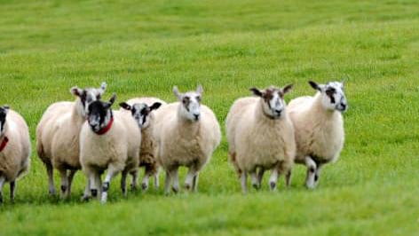 শিক্ষার্থী ঝরে পড়ে ক্লাস বন্ধ হওয়ার উপক্রম। তাই ক্লাস ও স্কুল সচল রাখতে শিক্ষার্থী হিসেবে ভর্তি করা হয়েছে কয়েকটি ভেড়া। প্রতীকী ছবিটি এএফপির