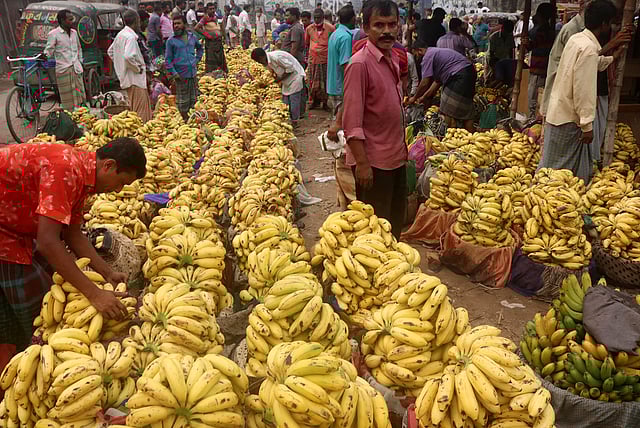 রমজানে কলার বাজার তেতে উঠেছে। পাইকারি বাজারে চলছে বেচাকেনা।