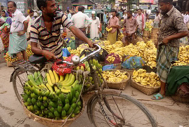 বিক্রির জন্য সাইকেলে চেপে সাগর কলা বিক্রির জন্য বাজারে নিয়ে আসছেন এক ব্যক্তি।