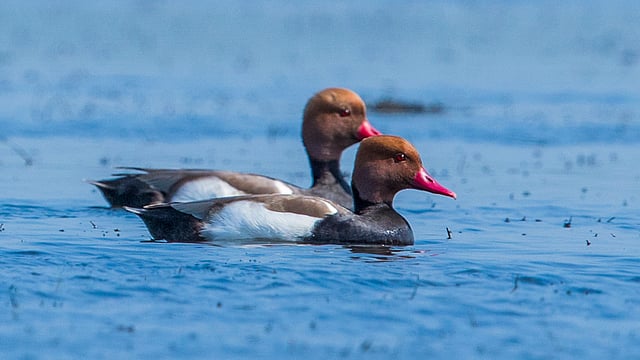লালঝুঁটি ভুতিহাঁস